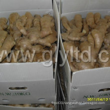 Air Dry Ginger in Carton